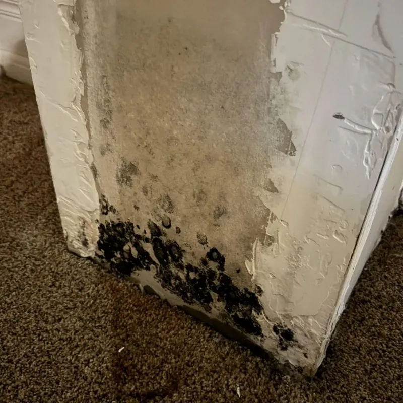Professional Mold Removal in Cupertino, CA
